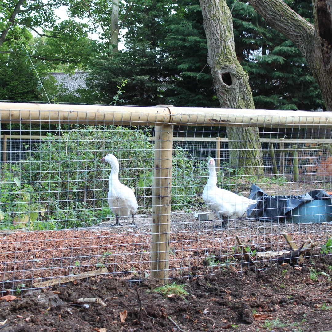 Welded Wire Mesh Roll | 0.9m X 15m | 25mm Holes | 15 Gauge 3 Welded Wire Mesh Roll | 0.9m X 15m | 25mm Holes | 15 Gauge - Image 3