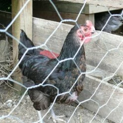 Chicken Wire | 600mm X 25m | With 25mm Holes 8 Chicken Wire | 600mm X 25m | With 25mm Holes -Osmo Sale chicken wire main 3 18