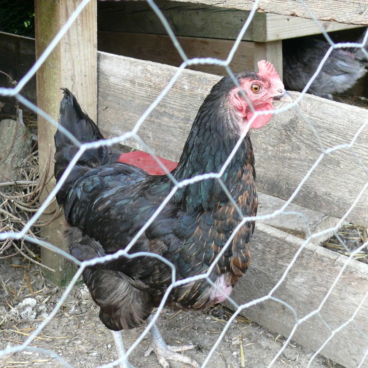 Chicken Wire | 600mm X 25m | With 25mm Holes 3 Chicken Wire | 600mm X 25m | With 25mm Holes - Image 3