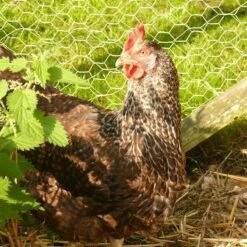 Chicken Wire | 600mm X 50m | With 25mm Holes -Osmo Sale p1040170